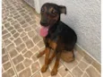 Pitchulinha
