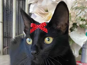 Gato raça Mestica  idade 2 a 6 meses nome Rubi 