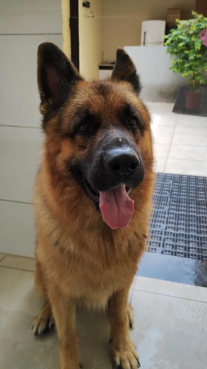 Cachorro ra a Pastor alemão  idade 4 anos nome Ozzy