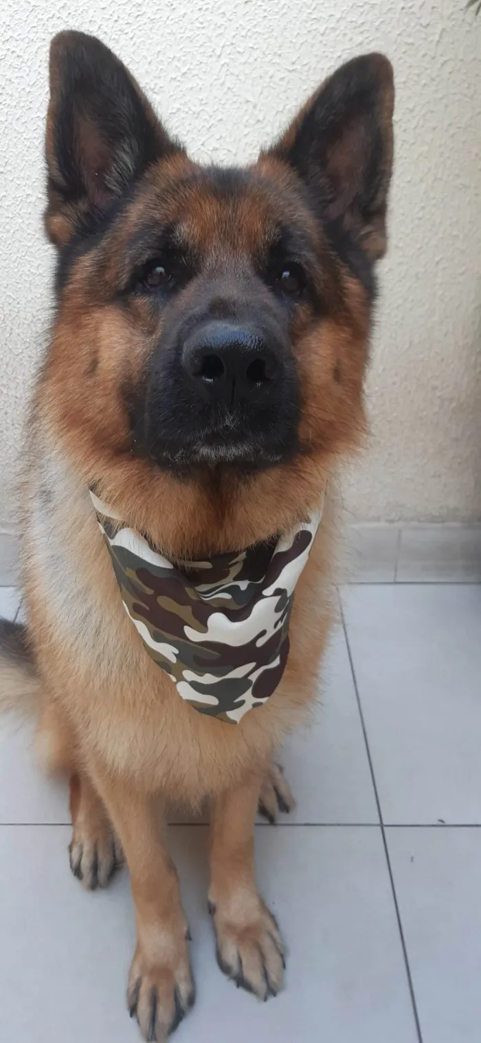Cachorro ra a Pastor alemão  idade 4 anos nome Ozzy