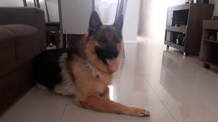 Cachorro ra a Pastor alemão  idade 4 anos nome Ozzy