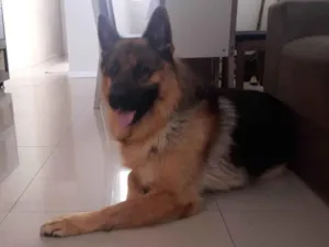 Cachorro raça Pastor alemão  idade 4 anos nome Ozzy
