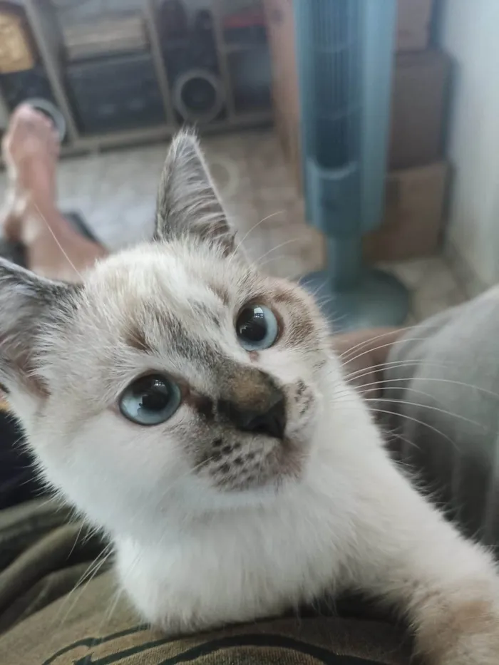 Gato ra a Srd idade 2 a 6 meses nome Panceta
