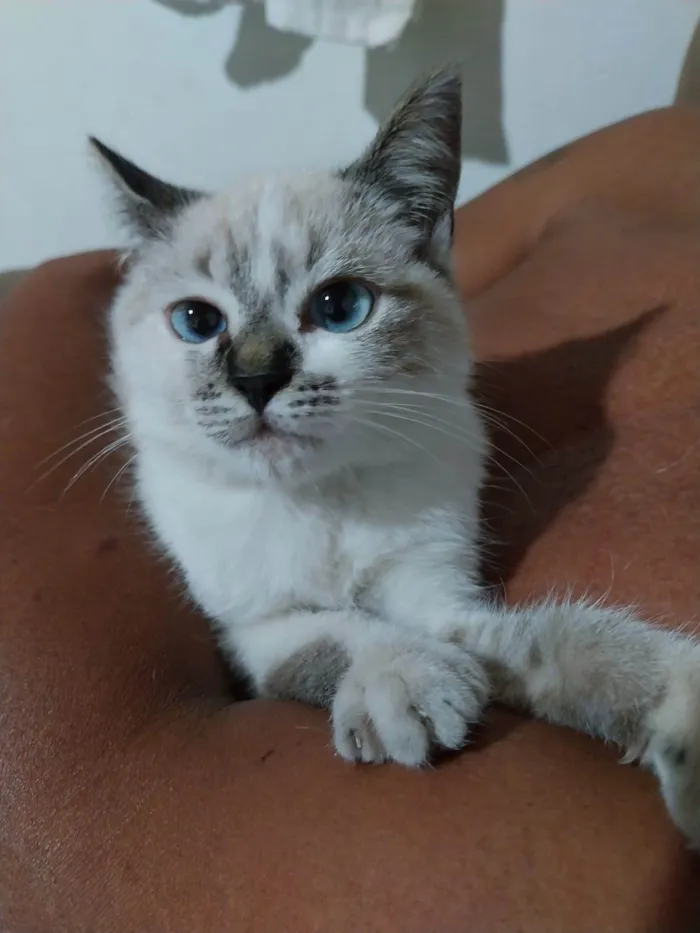 Gato ra a Srd idade 2 a 6 meses nome Panceta