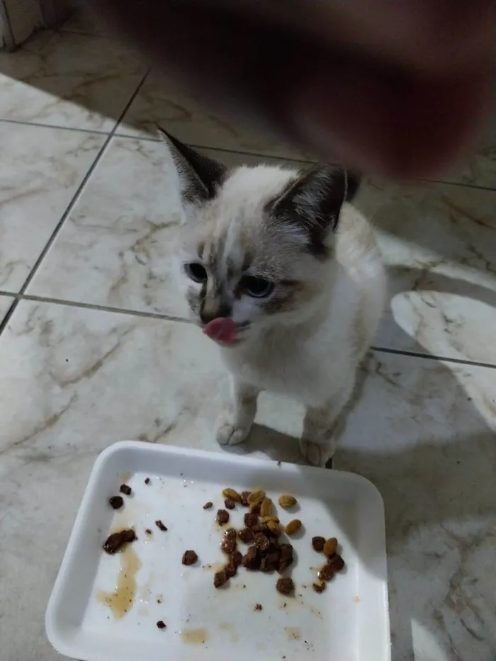 Gato ra a Srd idade 2 a 6 meses nome Panceta