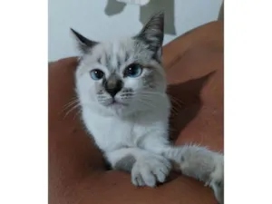 Gato raça Srd idade 2 a 6 meses nome Panceta