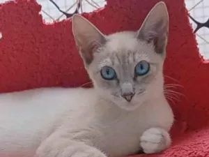 Gato raça srd "sialata" idade 2 a 6 meses nome IANA