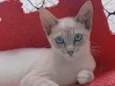 IANA