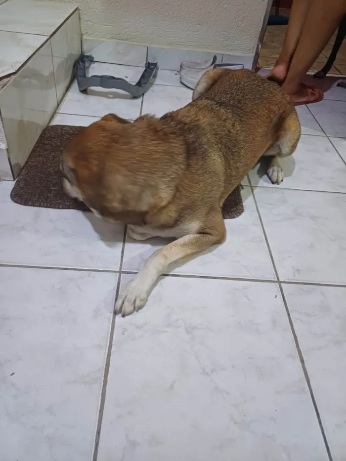 Cachorro ra a SRD-ViraLata idade 4 anos nome Lupina
