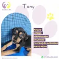 Tony