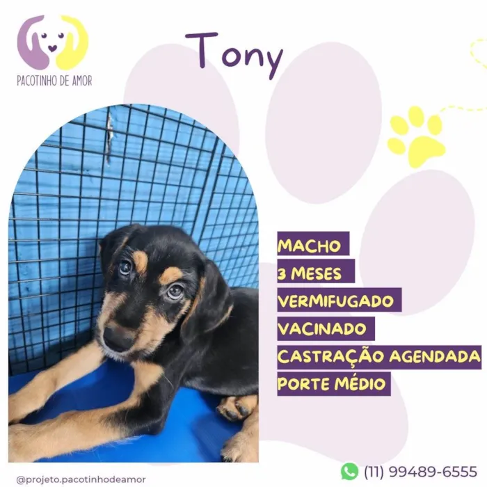 Cachorro ra a SRD-ViraLata idade 2 a 6 meses nome Tony
