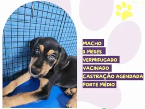 Cachorro raça SRD-ViraLata idade 2 a 6 meses nome Tony