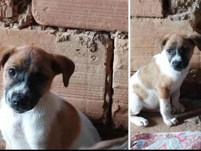 Cachorro ra a SRD-ViraLata idade 2 a 6 meses nome Não tem