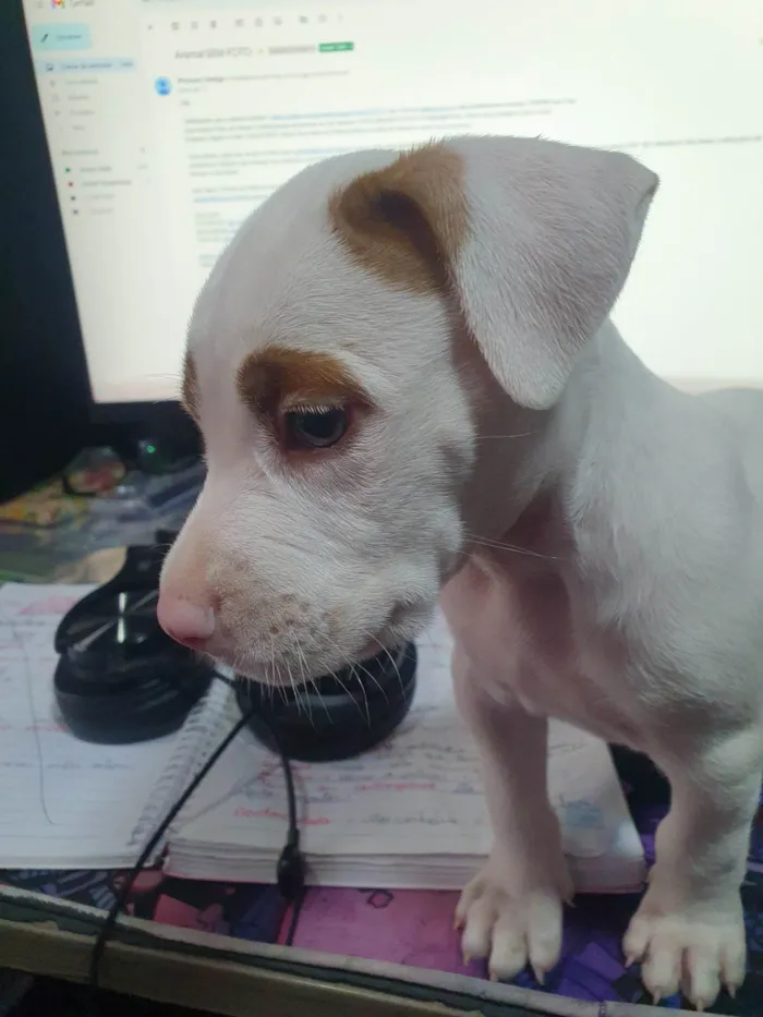 Cachorro ra a Pit-Bull x American bulli idade Abaixo de 2 meses nome Massami