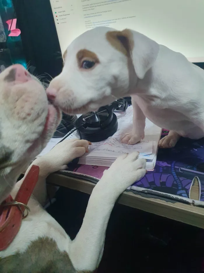 Cachorro ra a Pit-Bull x American bulli idade Abaixo de 2 meses nome Massami