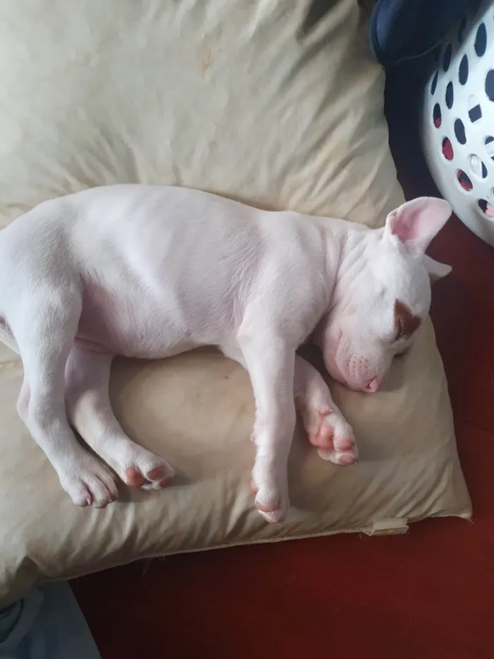 Cachorro ra a Pit-Bull x American bulli idade Abaixo de 2 meses nome Massami
