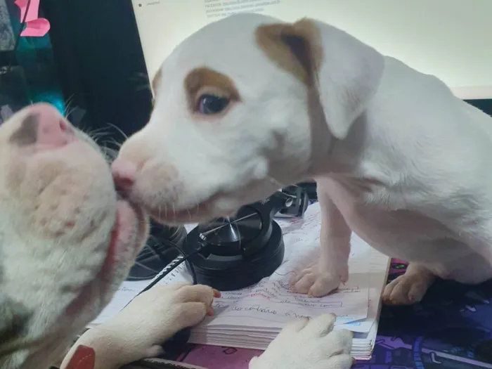 Cachorro ra a Pit-Bull x American bulli idade Abaixo de 2 meses nome Massami