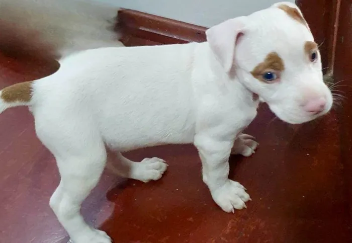 Cachorro ra a Pit-Bull x American bulli idade Abaixo de 2 meses nome Massami