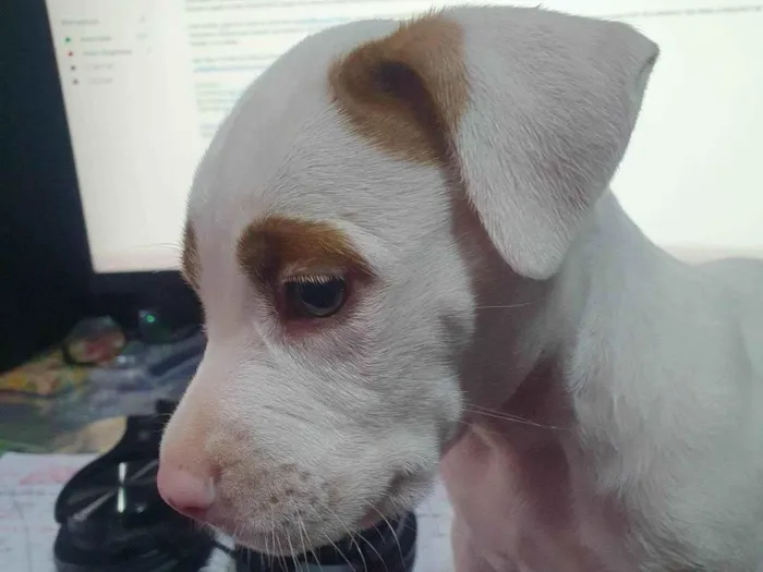 Cachorro ra a Pit-Bull x American bulli idade Abaixo de 2 meses nome Massami