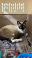 Gatinho