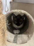 Gatinho