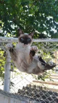 Gatinho