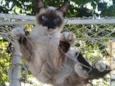 Gatinho