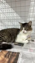 Gatinho