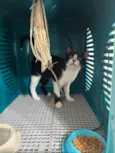 Gatinho