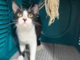 Gatinho