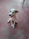 Chico