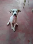 Chico