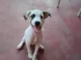 Chico