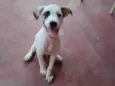 Chico