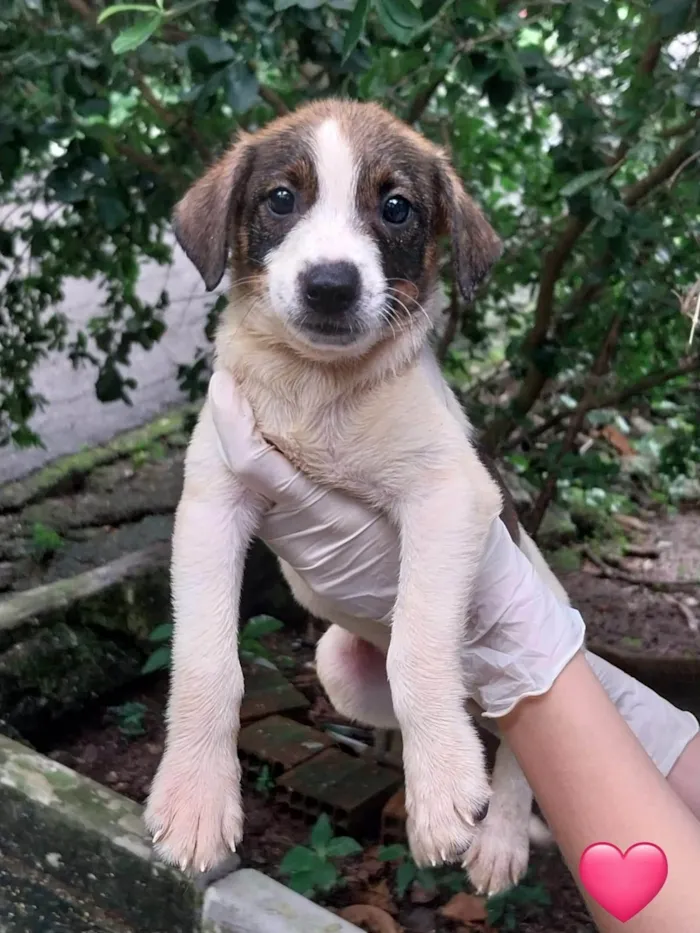 Cachorro ra a SRD-ViraLata idade 2 a 6 meses nome Filhotes