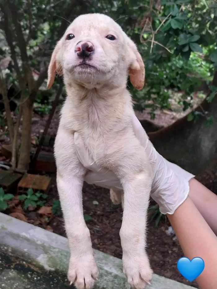 Cachorro ra a SRD-ViraLata idade 2 a 6 meses nome Filhotes