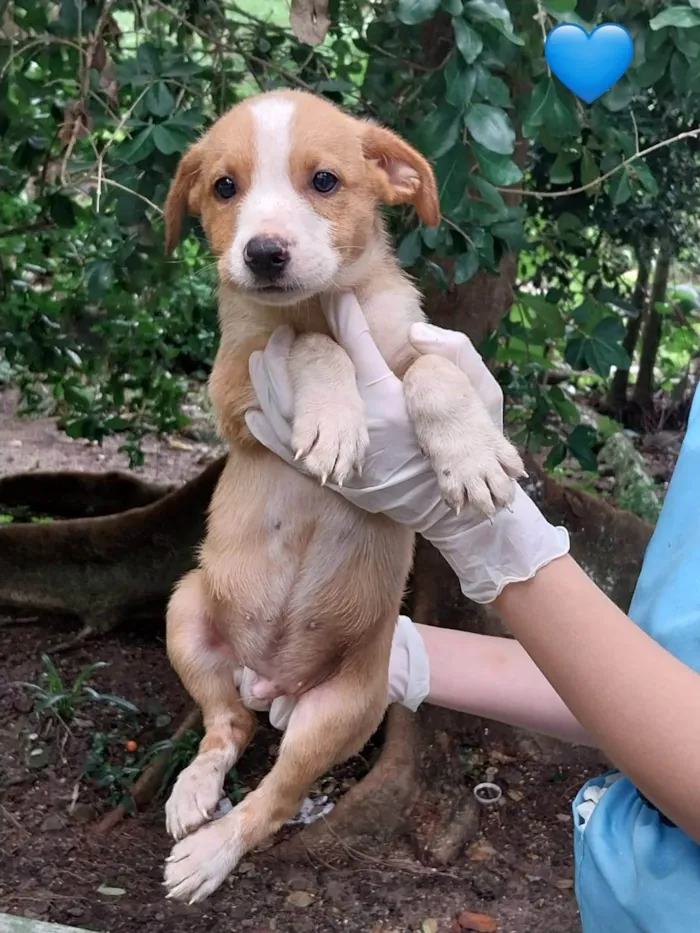 Cachorro ra a SRD-ViraLata idade 2 a 6 meses nome Filhotes