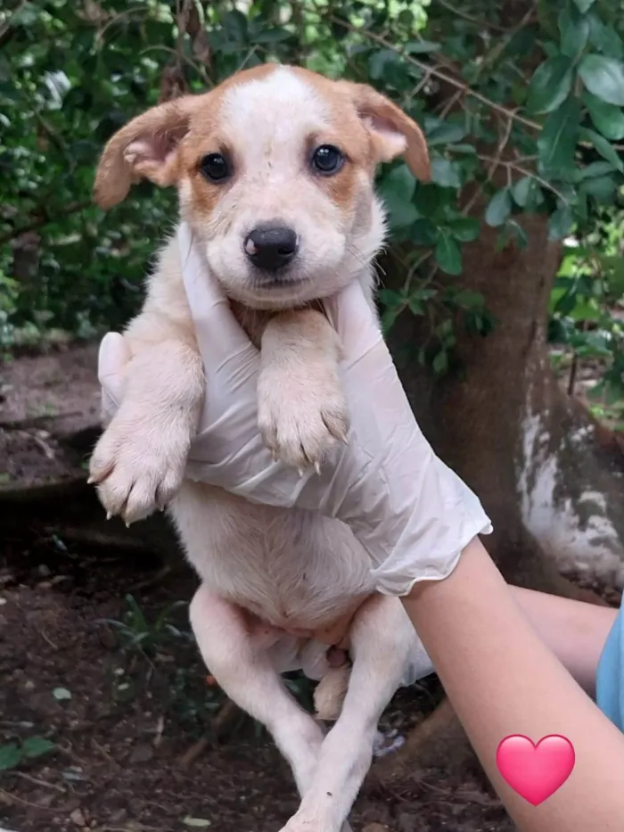Cachorro ra a SRD-ViraLata idade 2 a 6 meses nome Filhotes