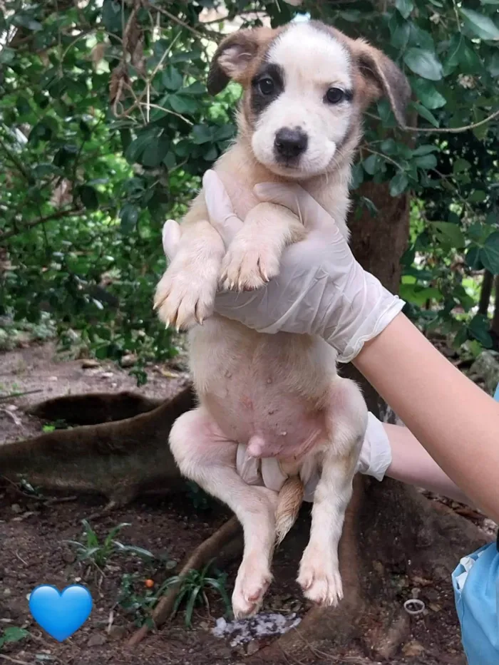 Cachorro ra a SRD-ViraLata idade 2 a 6 meses nome Filhotes