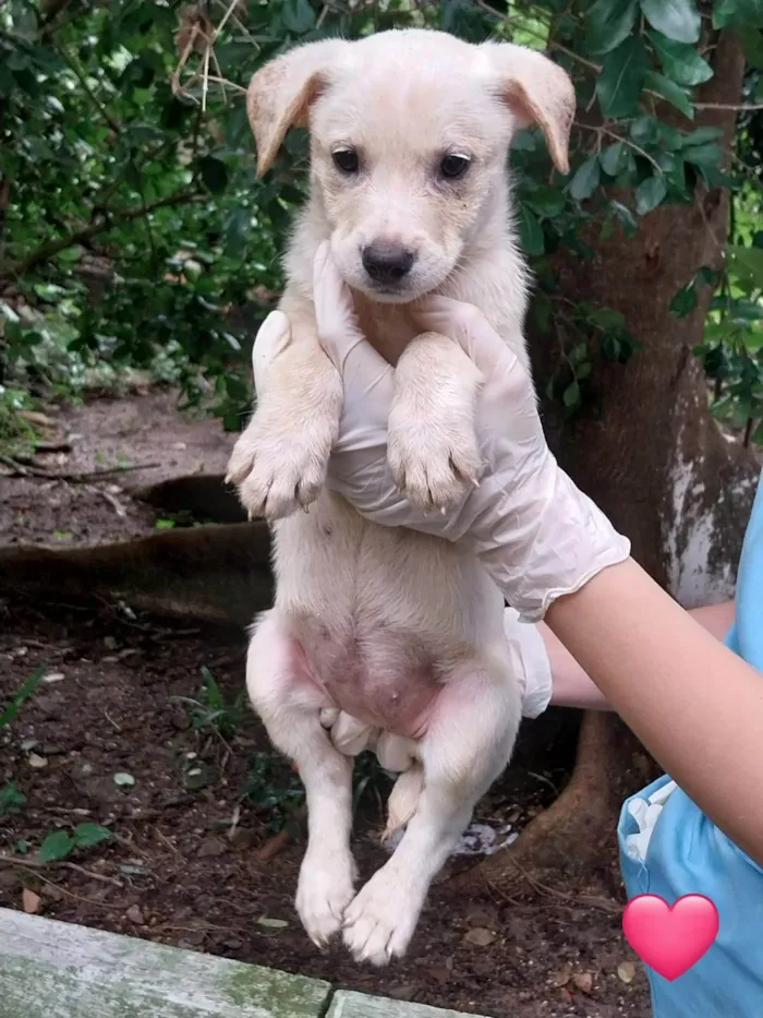 Cachorro ra a SRD-ViraLata idade 2 a 6 meses nome Filhotes