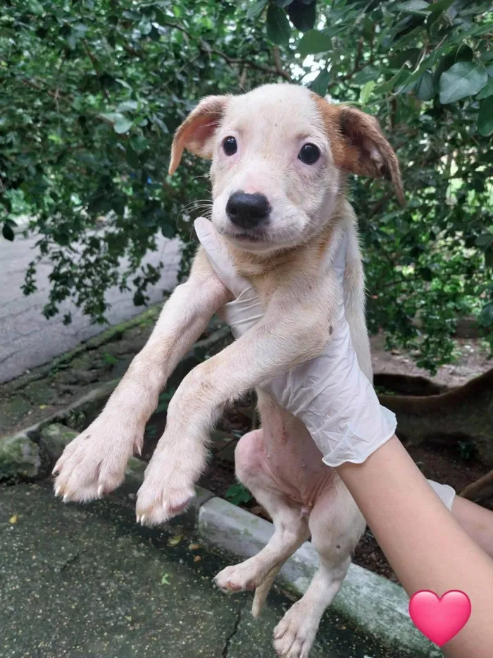 Cachorro ra a SRD-ViraLata idade 2 a 6 meses nome Filhotes