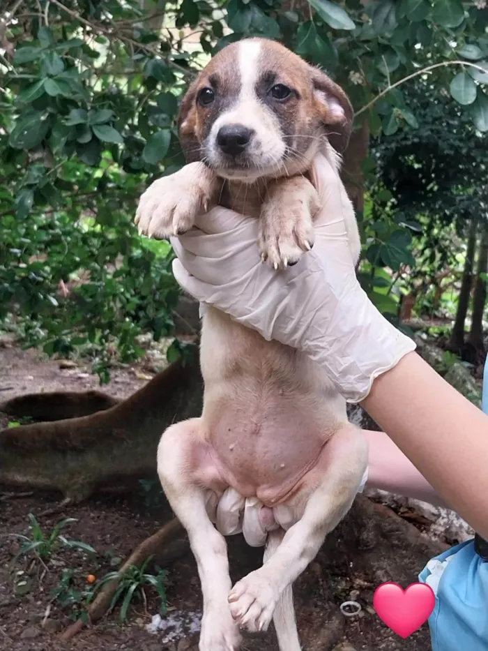 Cachorro ra a SRD-ViraLata idade 2 a 6 meses nome Filhotes