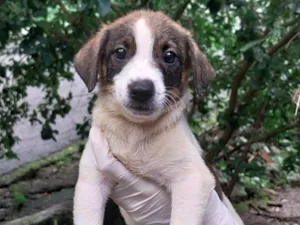 Cachorro raça SRD-ViraLata idade 2 a 6 meses nome Filhotes