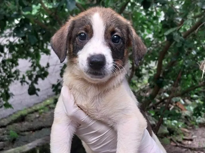 Cachorro ra a SRD-ViraLata idade 2 a 6 meses nome Filhotes