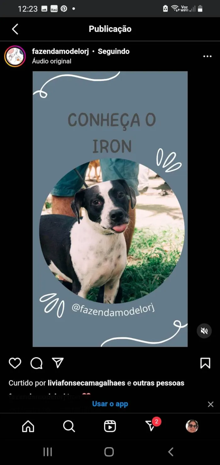 Cachorro ra a SRD-ViraLata idade 3 anos nome Iron
