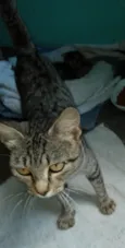 Julieta