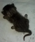 Lino