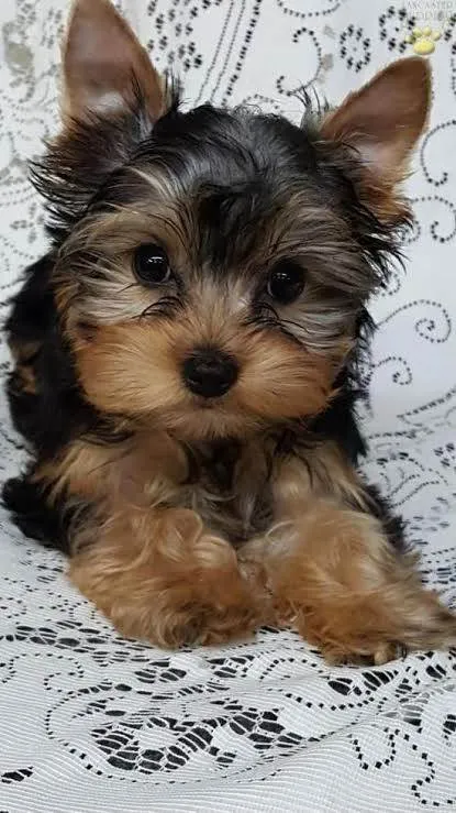 Cachorro ra a Yorkshire idade 2 a 6 meses nome Lilly