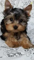 Lilly
