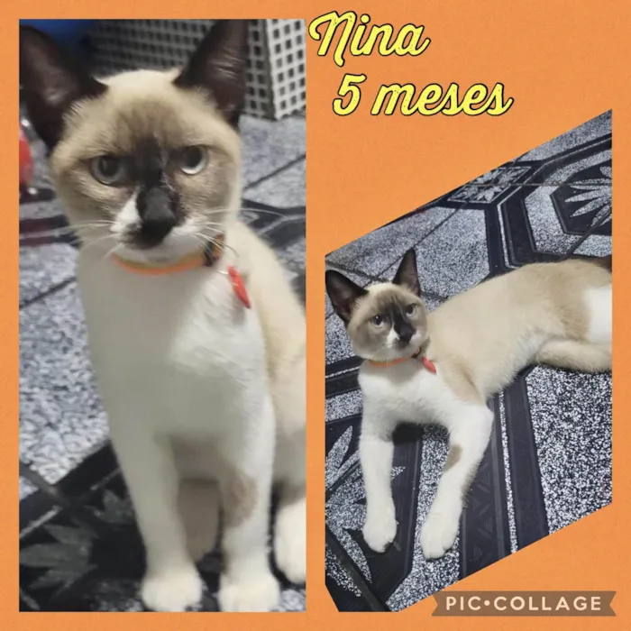 Gato ra a Srd idade 2 a 6 meses nome Nina 